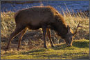 Red Deer (Cervus elaphus)